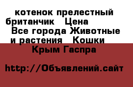 котенок прелестный британчик › Цена ­ 12 000 - Все города Животные и растения » Кошки   . Крым,Гаспра